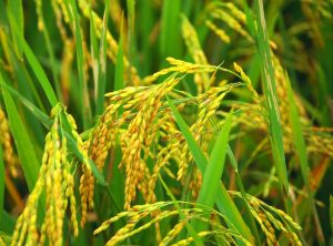 Phân bón vi sinh Thành Châu (Azotobacterin) – Bạn đồng hành tin cậy cho mùa lúa nội thu bội thu