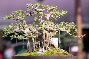 Phân bón vi sinh Thành Châu (Azotobacterin) – Bí quyết giúp vườn cảnh nhà bạn luôn xanh tốt và bền đẹp