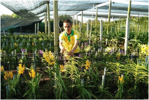 Phân bón vi sinh Thành Châu (Azotobacterin)– Bí quyết cho mùa lan bội thu, hoa nở rực rỡ