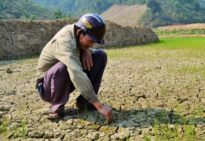🌾 “Phân bón vi sinh Thành Châu (Azotobacterin): Giải pháp giúp đất hồi sinh trong mùa hạn mặn”