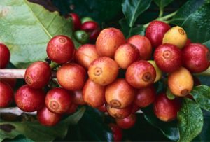 Phân bón vi sinh Thành Châu (Azotobacterin): Giải pháp bền vững cho vườn cà phê năng suất cao, hạt chắc, thơm ngon