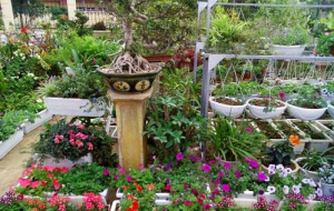 🌸 Phân bón vi sinh Thành Châu: Dinh dưỡng bền vững cho vườn hoa rực rỡ