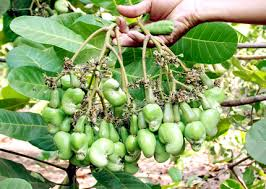 Phân bón vi sinh Thành Châu (Azotobacterin) giúp cây điều sai trái, nhân chắc, năng suất vượt trội