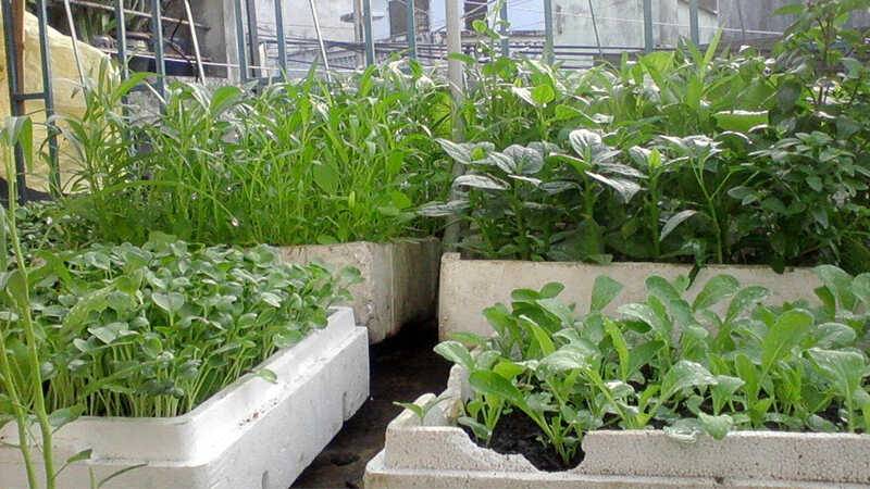 Một số kinh nghiệm trồng rau thùng xốp: Bí quyết đơn giản mà hiệu quả