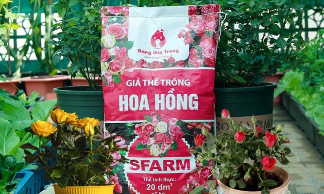 Cách chăm sóc cây hoa hồng sau Tết 2026 hiệu quả cho người mới, đơn giản