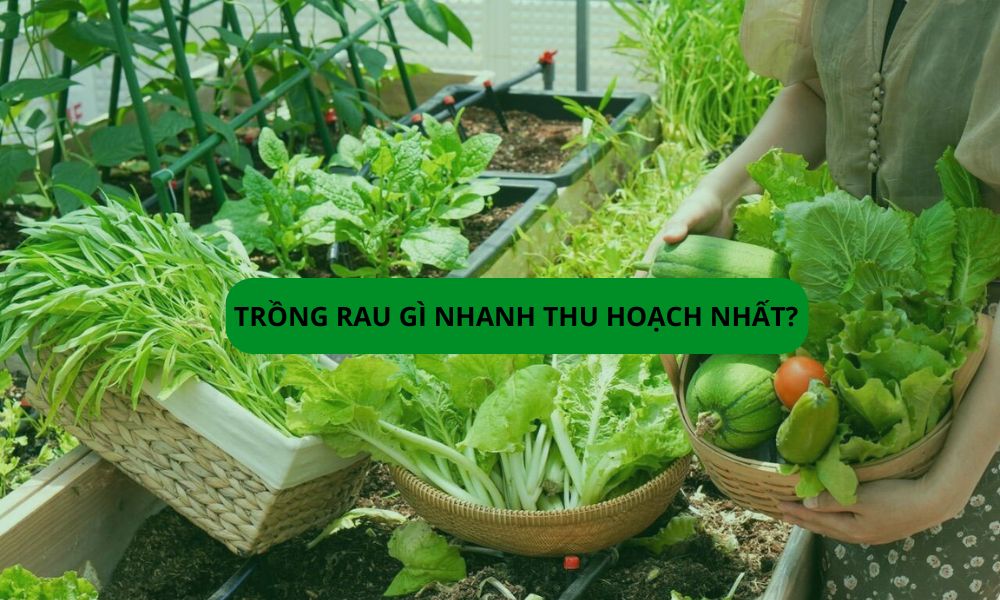 Trồng rau gì nhanh thu hoạch nhất? Gợi ý rau ngắn ngày cho vườn nhà