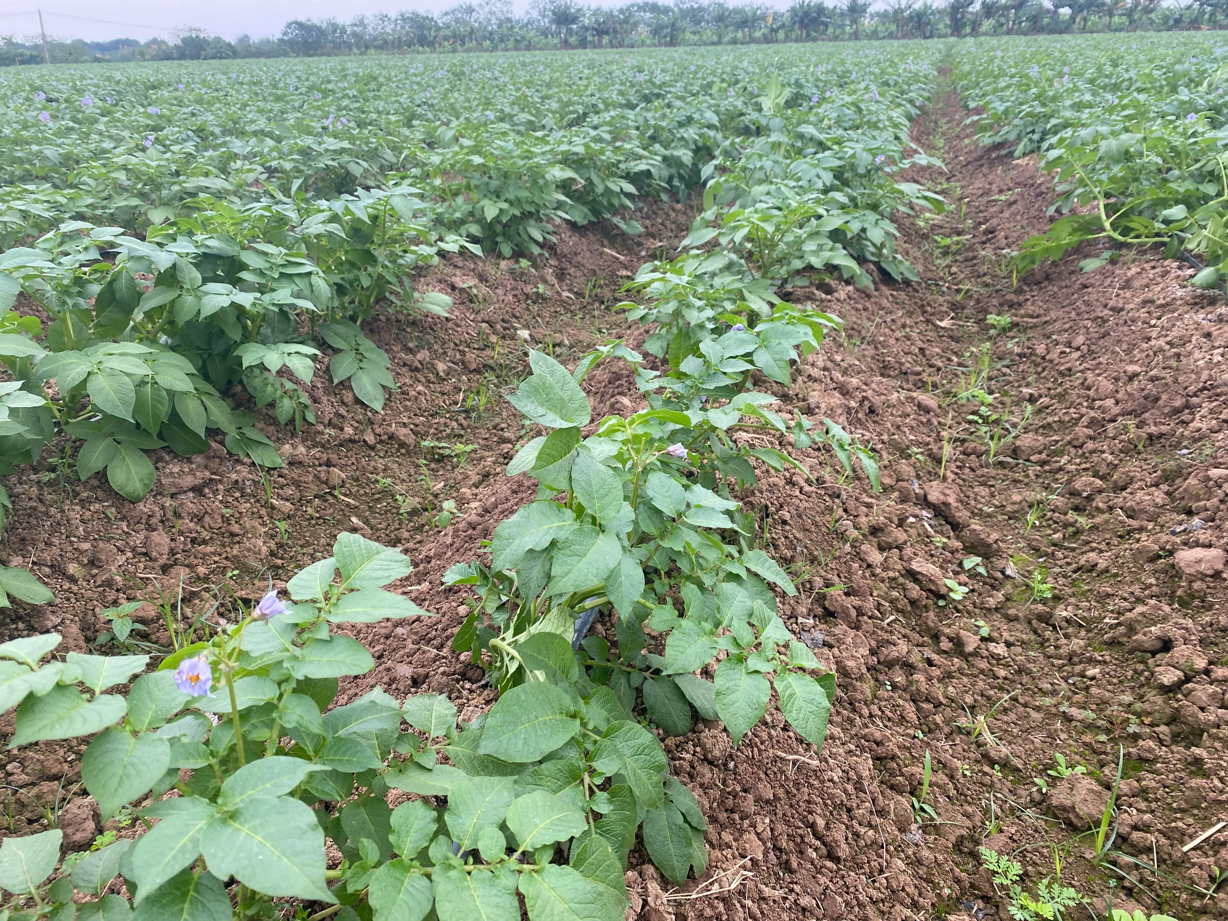 [Mô hình thực tế] Canh tác khoai tây chế biến bằng phương pháp hữu cơ, hướng đi mới cho nền nông nghiệp xanh