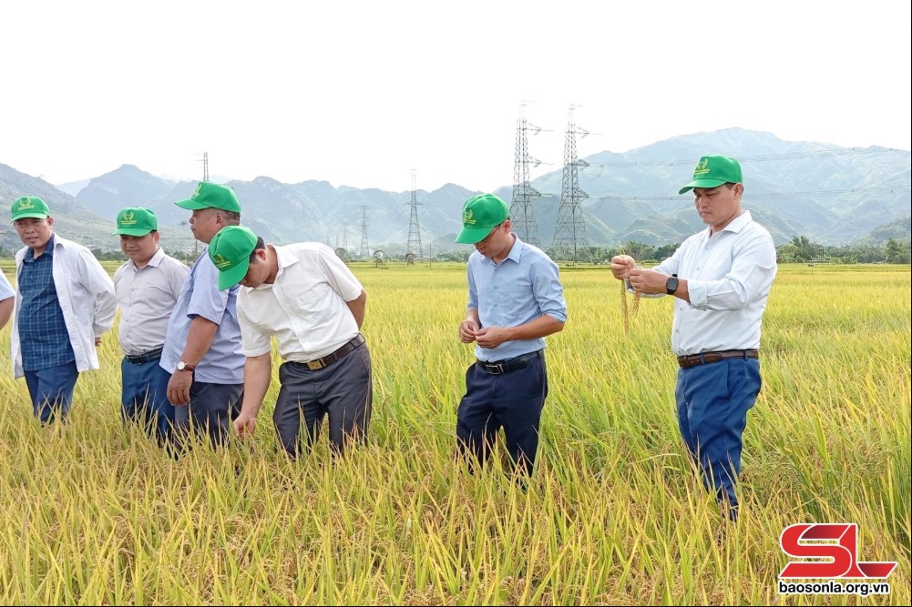 [Huyện Phù Yên -Tỉnh Sơn La] Hội nghị đánh giá mô hình phân bón vi sinh Thành Châu (Azotobacterin)