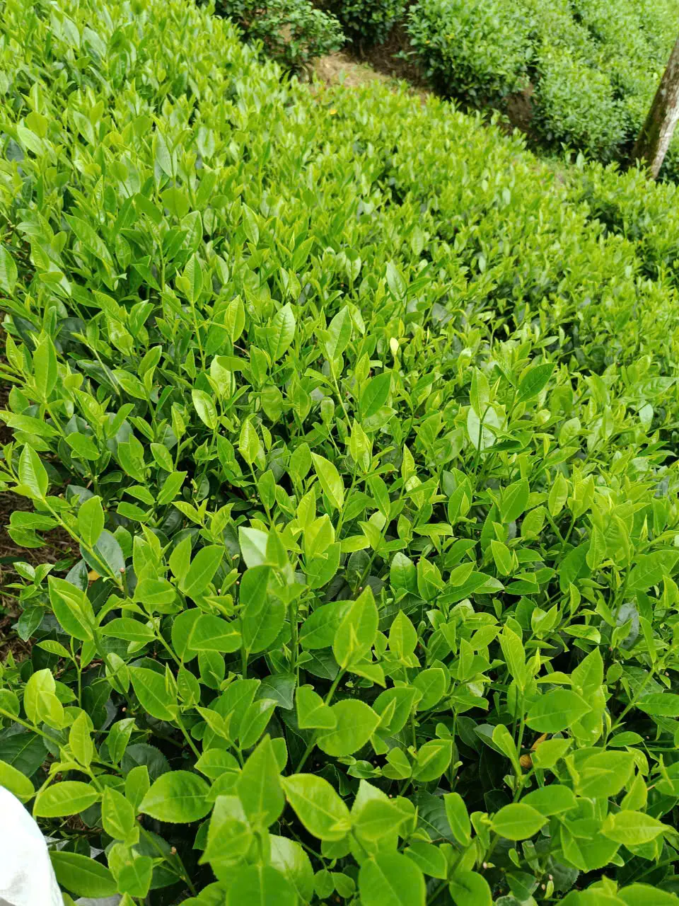 [Mô Hình Thực Tế] Hiệu quả Phân bón Thành Châu tại vùng chè La Bằng: Đất tơi xốp, búp dày, năng suất vượt trội