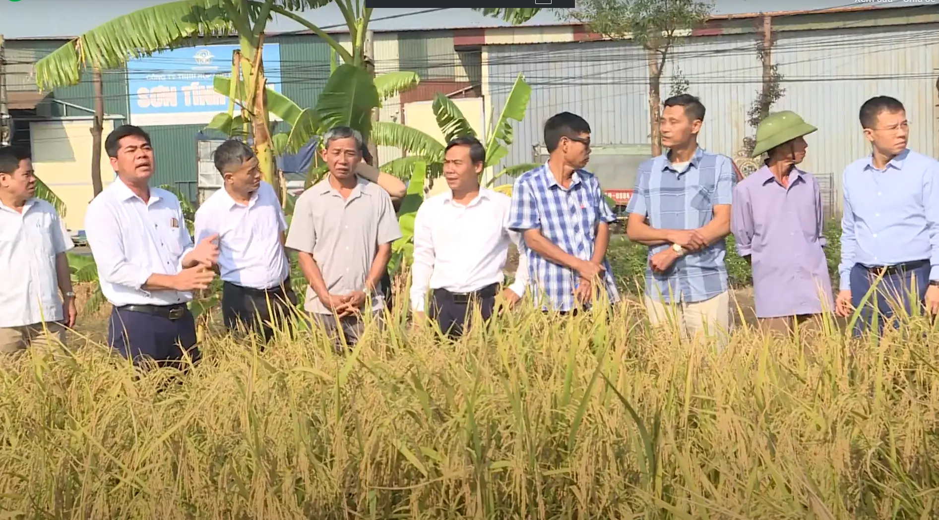 [Xã An Thượng - Thành Phố Hải Dương] Mô hình sử dụng phân bón vi sinh Thành Châu tại Tỉnh Hải dương