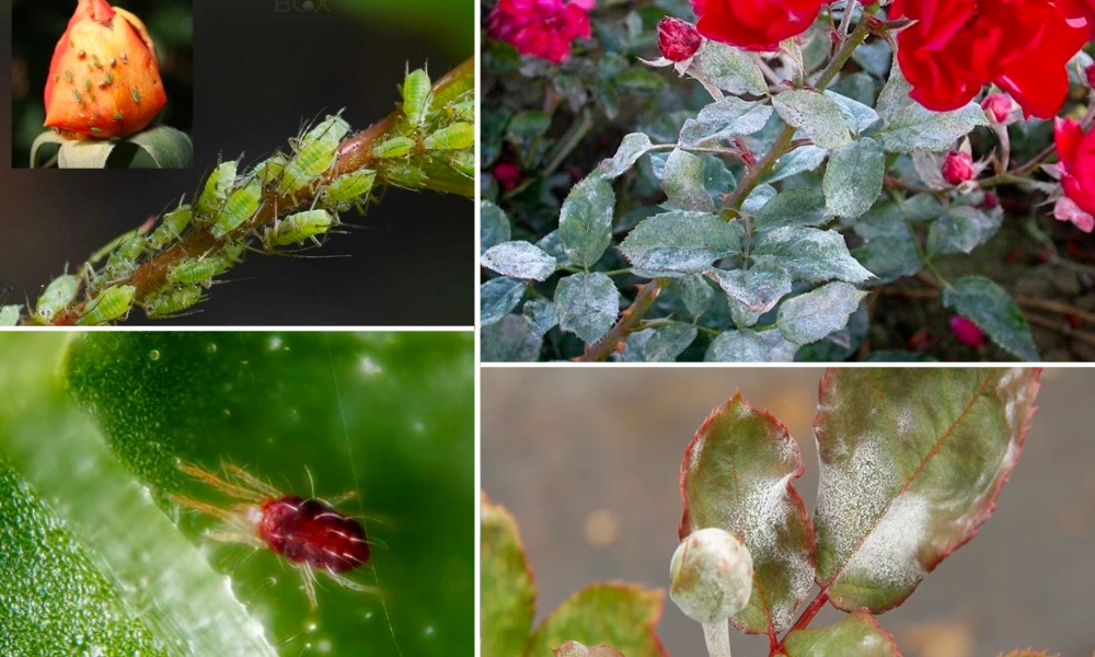 Cách chăm sóc hoa hồng trồng từ cành